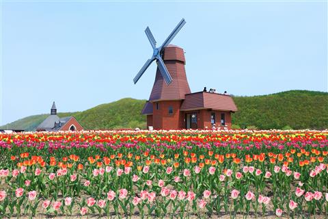 かみゆうべつチューリップ公園（5月頃撮影）